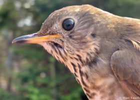 Fir Mast and Winter Weather Drives Survival in a Montane Forest Bird Species