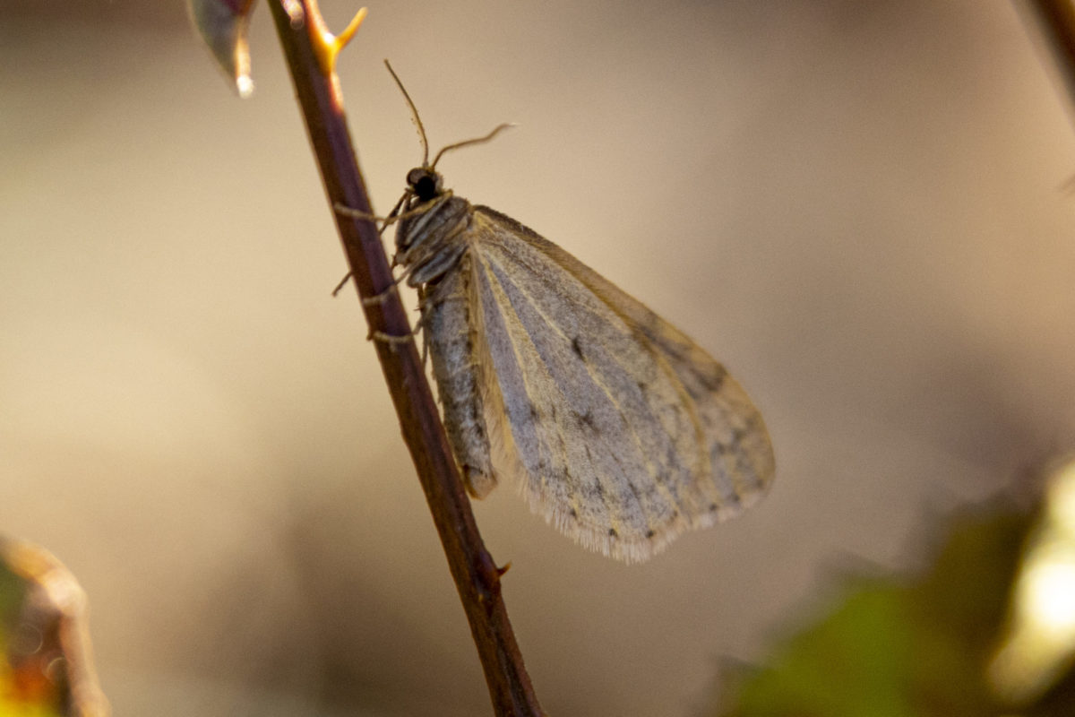 Outdoor Radio Wingless Winter Moths Vermont Center for Ecostudies