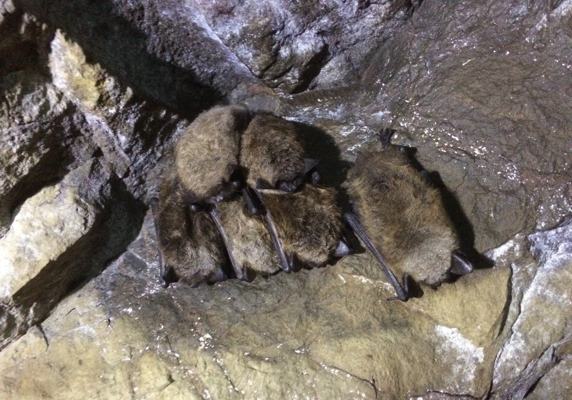 Little Brown Bats hibernate together in a cave. © jrosenth (iNaturalist)