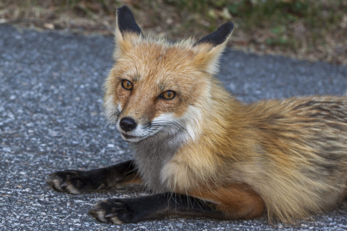 Red Fox © Kent McFarland