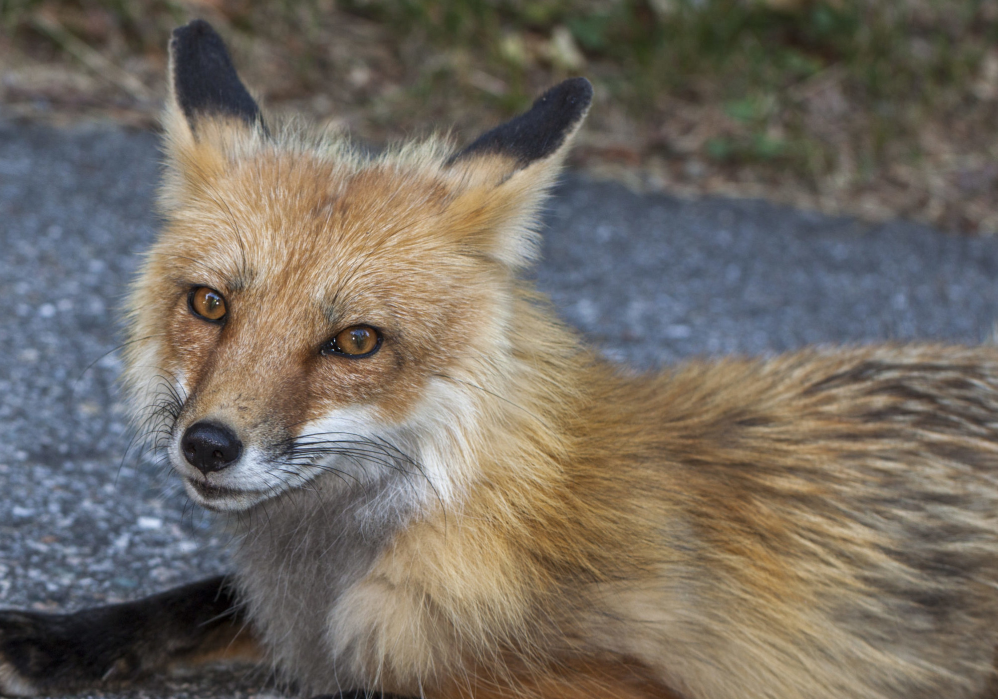 Red Fox © K.P. McFarland