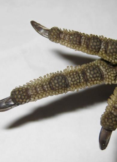 9392, , ruffed-grouse-foot-Larry-Clarfeld_390x540_acf_cropped, , , image/jpeg, https://vtecostudies.org/wp-content/uploads/2019/12/ruffed-grouse-foot-Larry-Clarfeld_390x540_acf_cropped.jpg, 390, 540, Array, Array © Larry Clarfeld