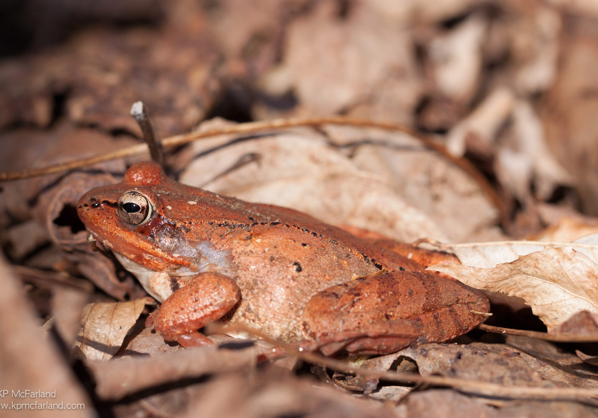 Wood Frog newly emerged in spring from a long winter nap. K.P. McFarland