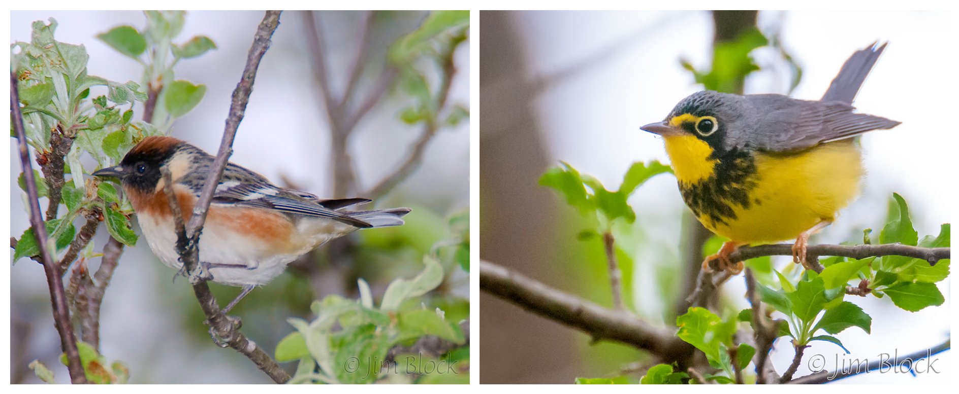 Two of the 20+ dazzling spring warblers that thrilled many observers during the 2019 Norwich Bird Quest migratory procession in mid-May: male Bay-breasted Warbler (left), male Canada Warbler (right). © Jim Block 