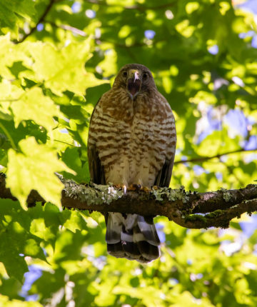 Broad-winged Hawk calling © K.P. McFarland