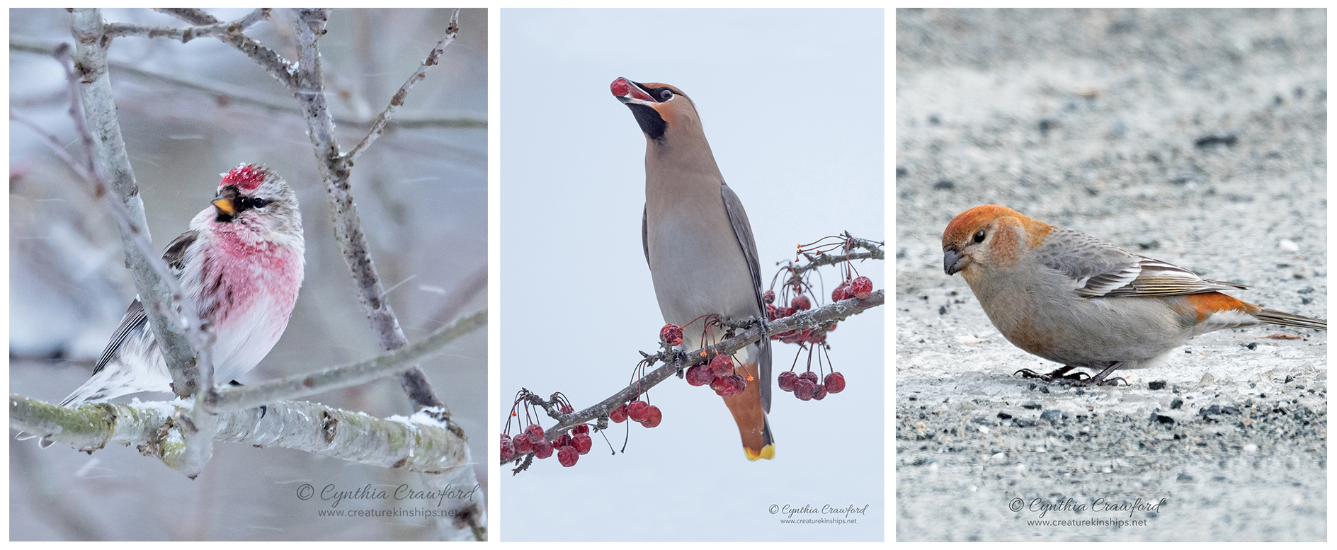 This trio of avian winter visitors from the far north delighted many Norwich birders during 2019. From left: Common Redpoll, Bohemian Waxwing, and Pine Grosbeak. © Cynthia Crawford 
