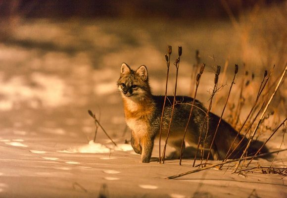9568, , Gray fox Feb FG - edit, , , image/jpeg, https://vtecostudies.org/wp-content/uploads/2020/01/Gray-fox-Feb-FG-edit.jpg, 580, 400, Array, Array © apiltman (from iNaturalist)