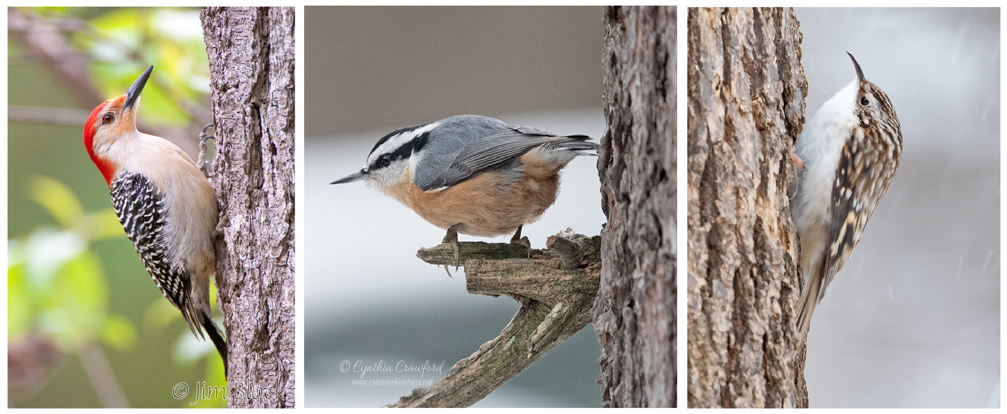 Three resident Norwich species recorded during the 2019 Hanover-Norwich Christmas Bird Count on January 1. From left: Red-bellied Woodpecker (© Jim Block), Red-breasted Nuthatch (© Cynthia Crawford), Brown Creeper (© Cynthia Crawford) 