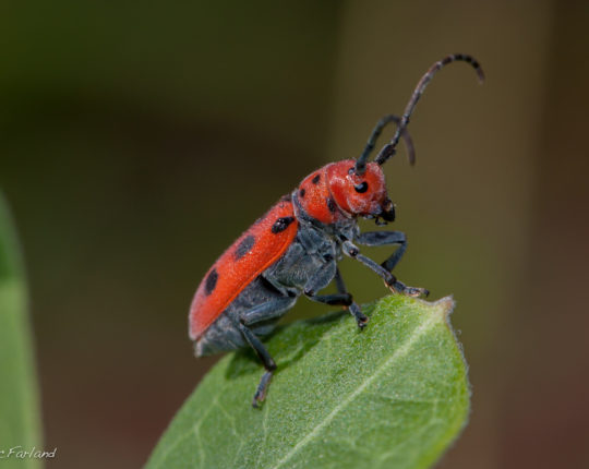 Red Milkweed Beetle © K.P. McFarland