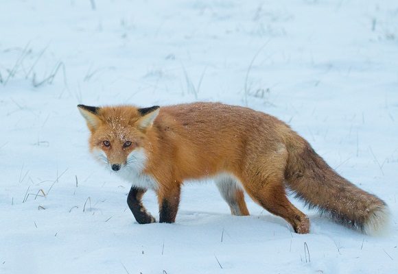 9567, , Red fox Feb FG - edit, , , image/jpeg, https://vtecostudies.org/wp-content/uploads/2020/01/Red-fox-Feb-FG-edit.jpg, 580, 400, Array, Array © Sean Beckett