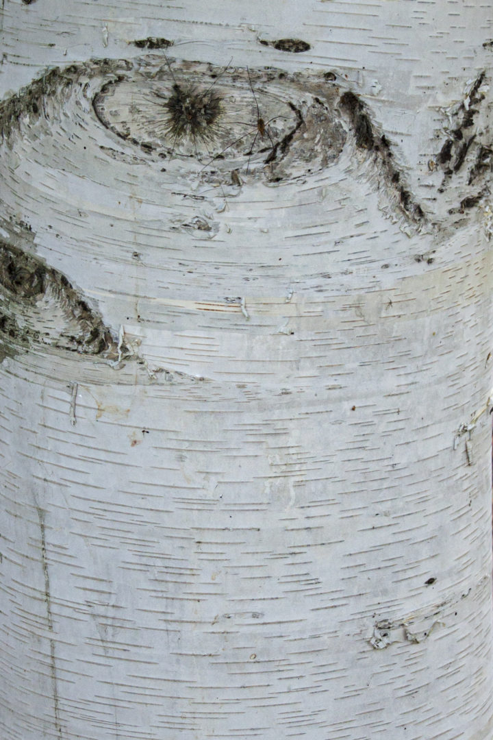 White Birch bark. © K.P. McFarland