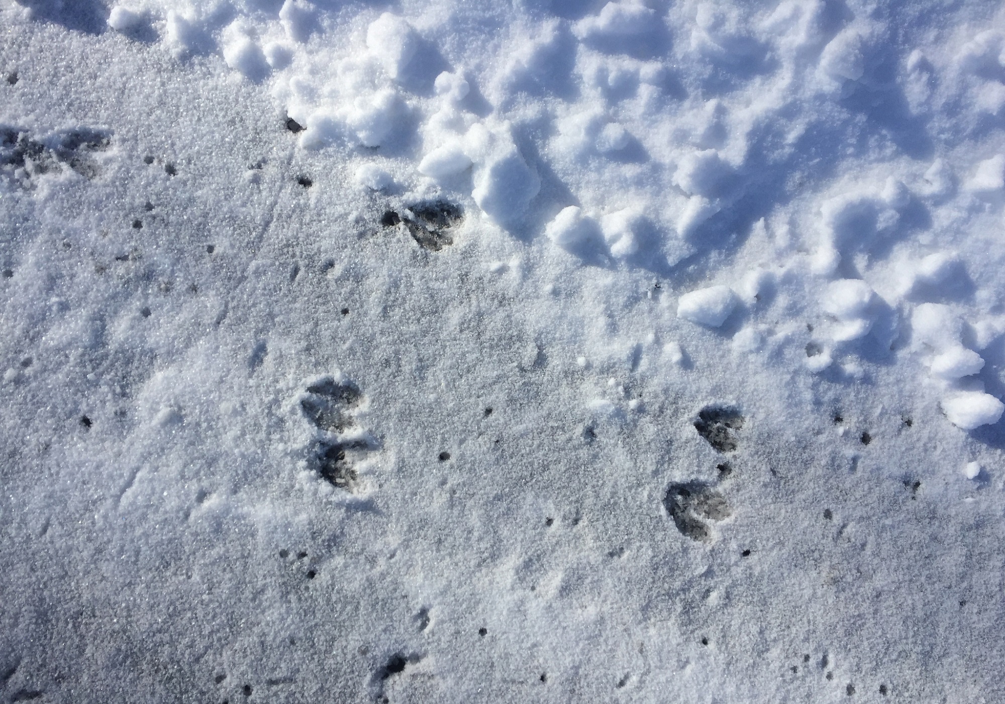 White-tailed Deer tracks photographed in Woodstock, Vermont. © Kent McFarland