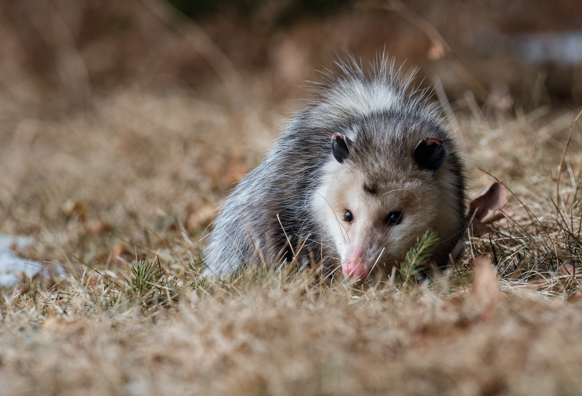 Virginia Opossum photographed in Burlington, Vermont. © Kyle Tansley