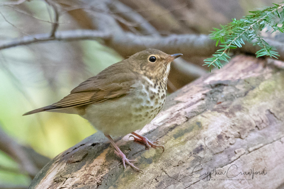 An autumn Swainson's Thrush, one of two individuals found in Norwich and reported to Vermont eBird during 2019. © Cynthia Crawford 