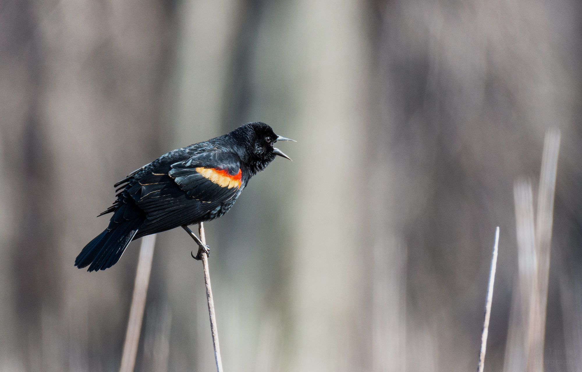 Red-winged Blackbird © Kyle Tansley