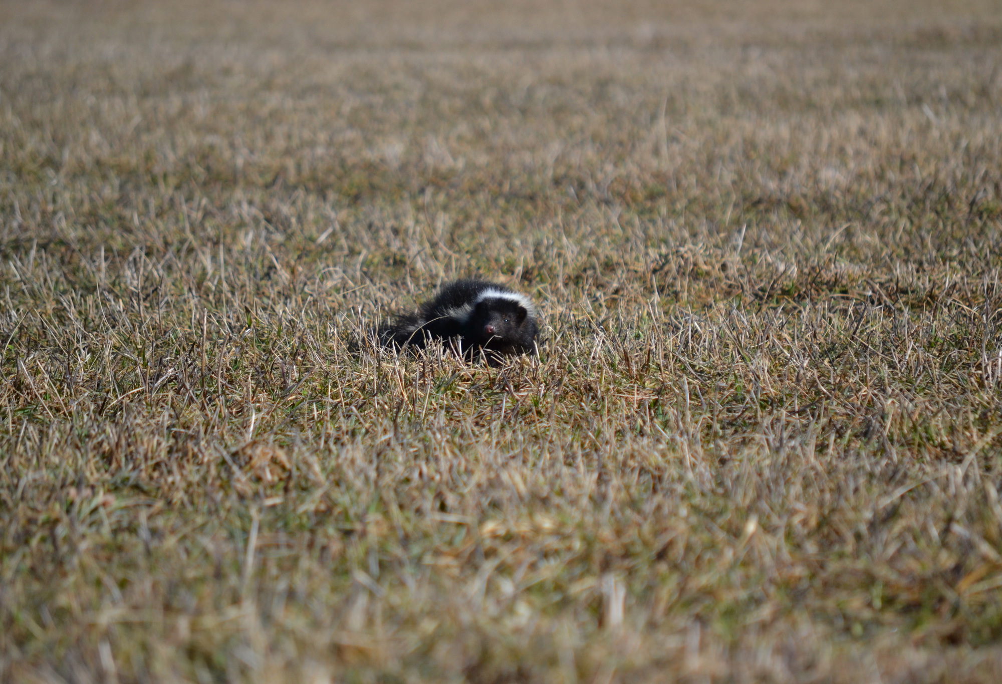 Striped Skunk observed foraging. © Nick Tepper