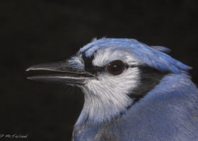 Outdoor Radio: Hoarding Blue Jays