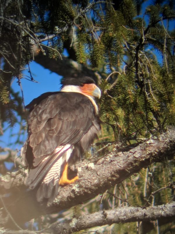 Rare Crested Caracara Visits Vermont | Vermont Center for Ecostudies