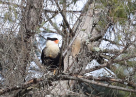 Rare Crested Caracara Visits Vermont