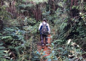 Narrowing Down the Whereabouts of Bicknell's Thrush in Cuba