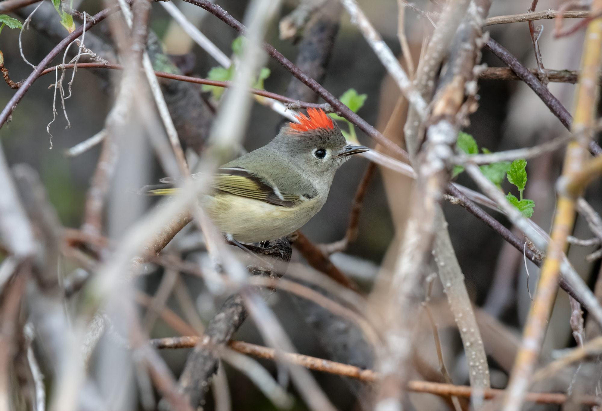 Ruby-crowned Kinglet © Kyle Tansley