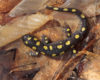 A black salamander with bright yellow spots (Spotted Salamander) crawls across fall leaf litter.