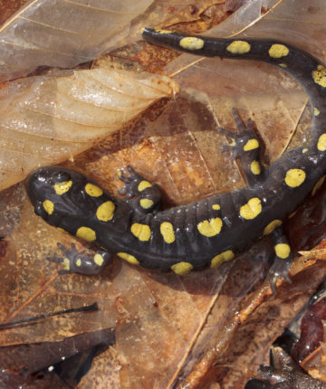 Spotted Salamander © K.P. McFarland