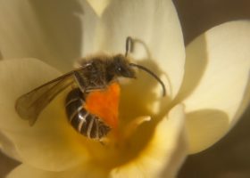 Discover the Bees in Your Backyard this Spring