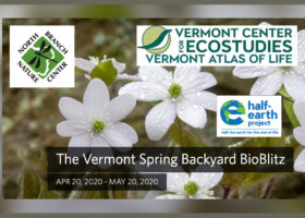 Join the Vermont Spring Backyard BioBlitz on iNaturalist