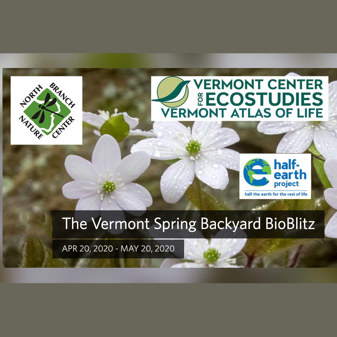 My Fair Lady Beetle  Vermont Center for Ecostudies