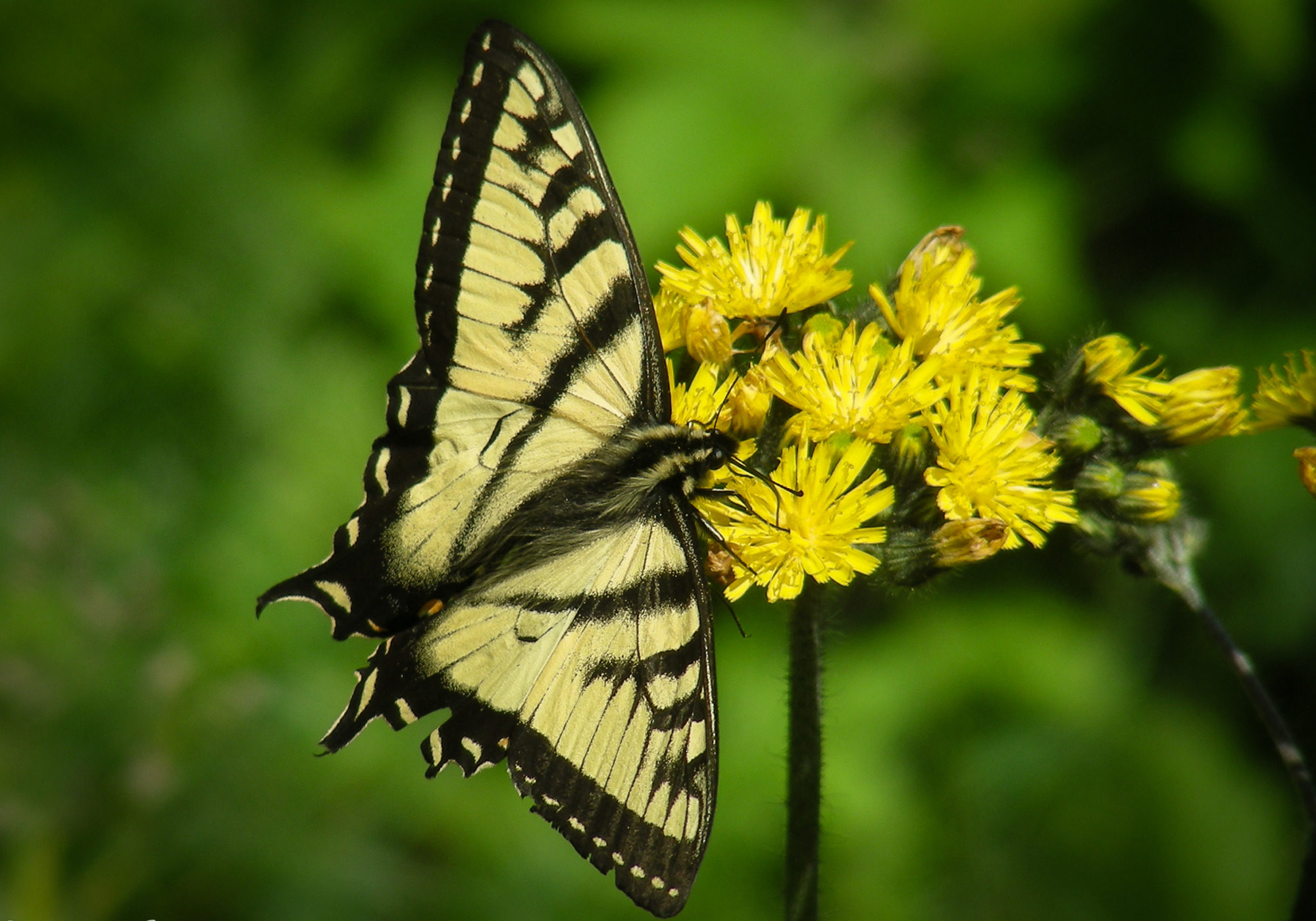 Canadian Tiger Swallowtail (Papilio canadensis) in Vermont. © K.P. McFarland - All Rights Reserved