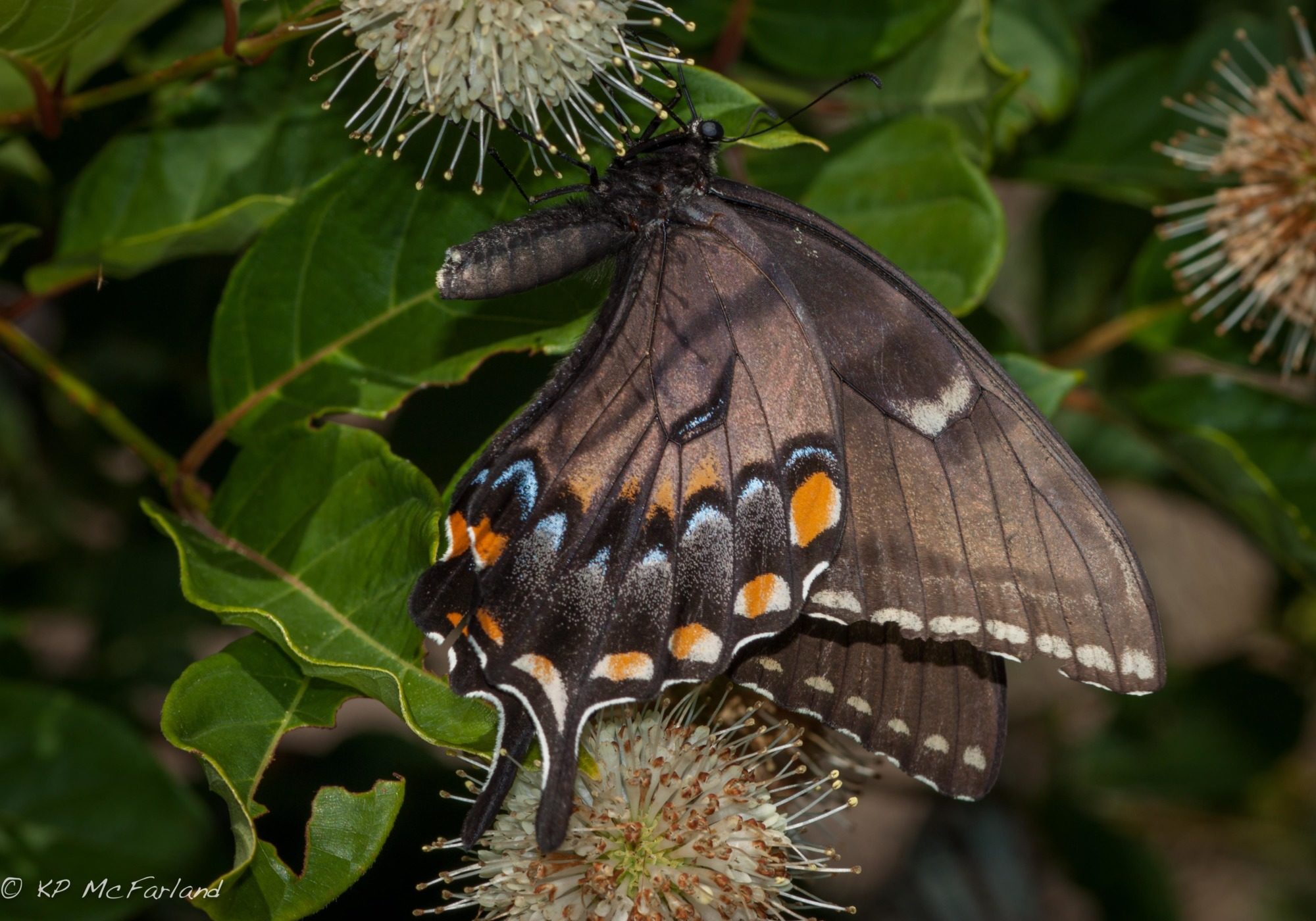 Eastern Tiger Swallowtail (Papilio glaucus) dark form female nectaring on Buttonbush in Maryland. © K.P. McFarland - All Rights Reserved