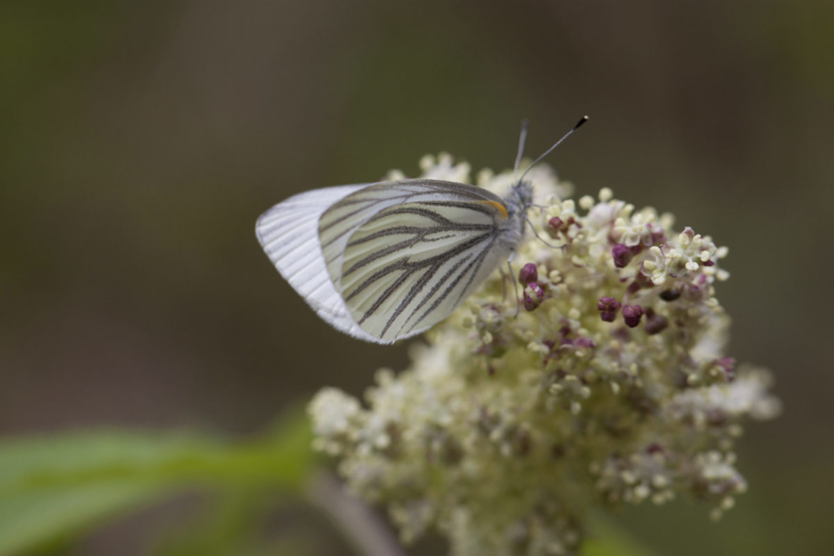 Spring form Mustard White butterfly.  K.P. McFarland