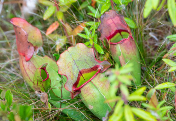10107, , pitcher-plant-1_580x400_acf_cropped, , , image/jpeg, https://vtecostudies.org/wp-content/uploads/2020/05/pitcher-plant-1_580x400_acf_cropped.jpg, 580, 400, Array, Array © jaylyonvt (iNaturalist) licensed under CC-BY-NC
