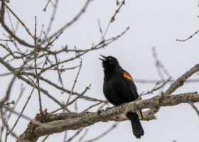 Outdoor Radio: Red-winged Blackbirds Signal the Arrival of Spring