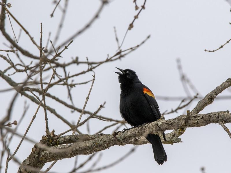 Outdoor Radio Redwinged Blackbirds Signal the Arrival of Spring