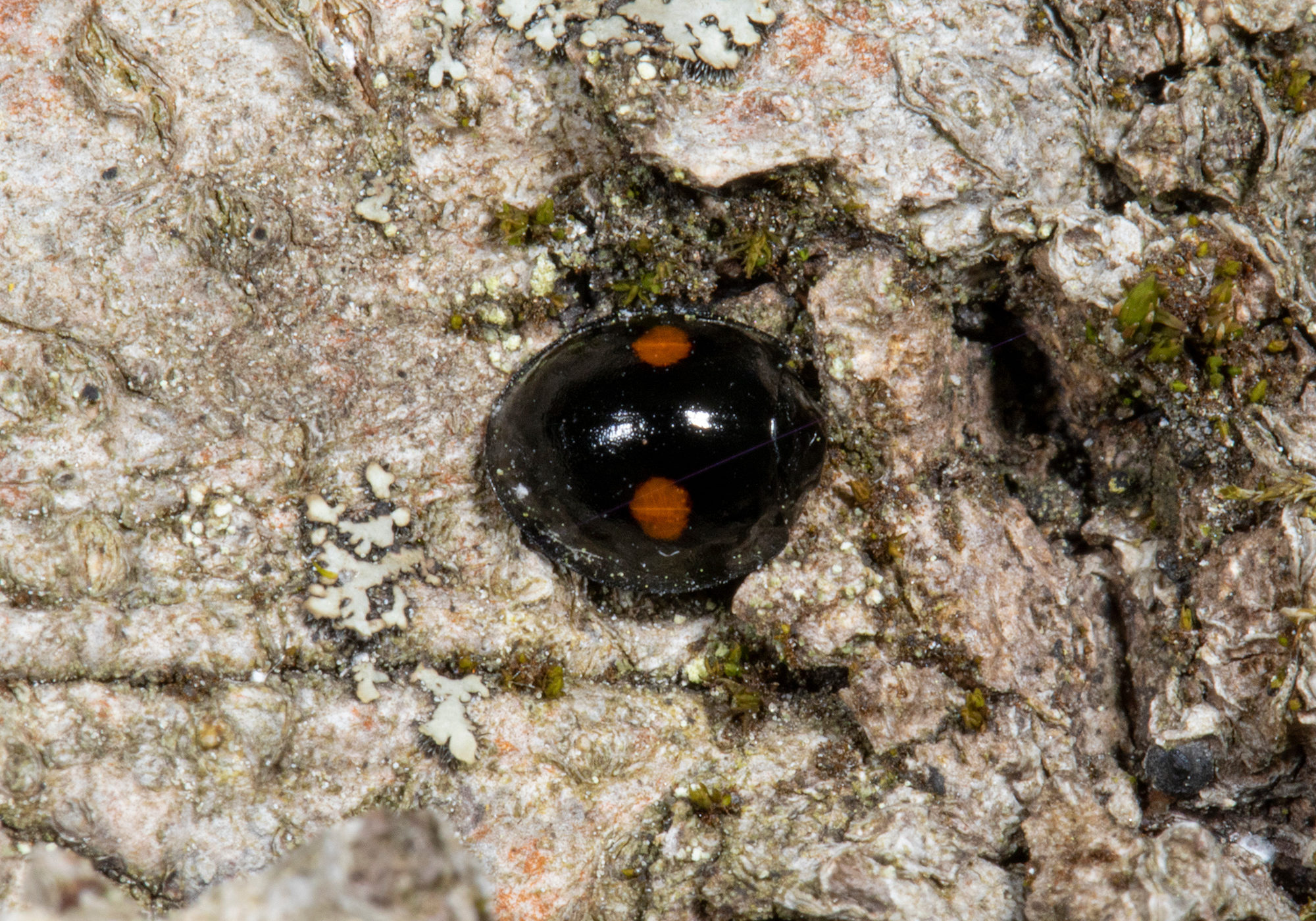 Twice-stabbed Lady Beetle (Chilocorus stigma) on an American Beech trunk. K.P. McFarland licensed under CC-BY-NC