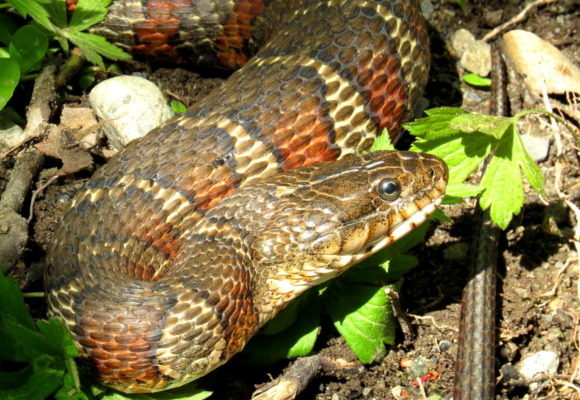10032, , watersnake-3_580x400_acf_cropped, , , image/jpeg, https://vtecostudies.org/wp-content/uploads/2020/05/watersnake-3_580x400_acf_cropped.jpg, 580, 400, Array, Array © Roy Pilcher