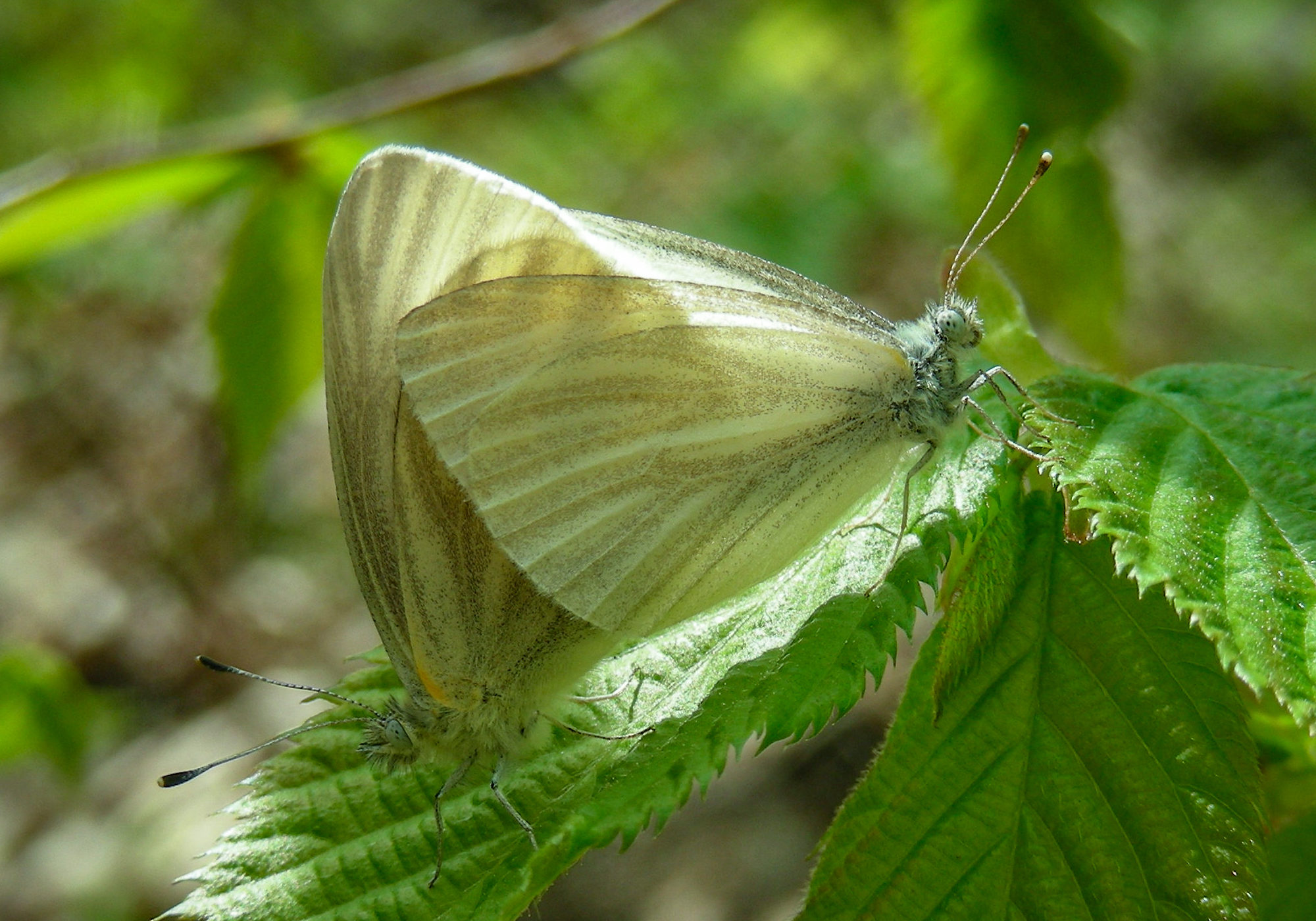 West Virginia White butterflies mating on fresh spring leaves. K.P. McFarland