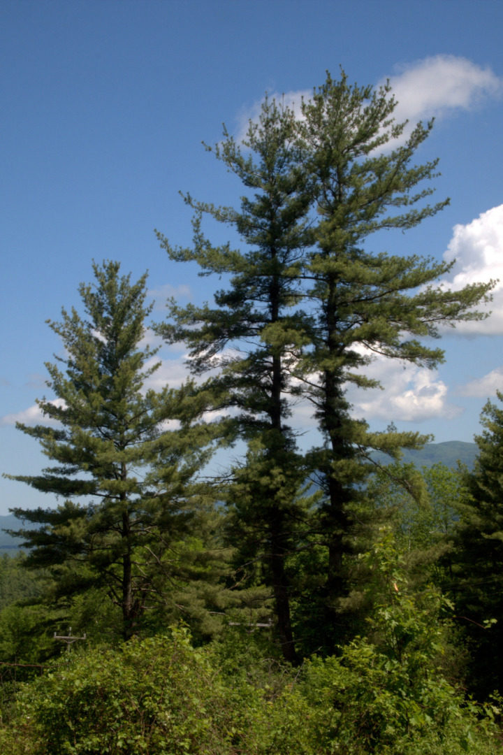 Eastern White Pine (Pinus strobus) can grow to be over 200 feet tall. © Susan Elliott licensed under CC-BY-NC