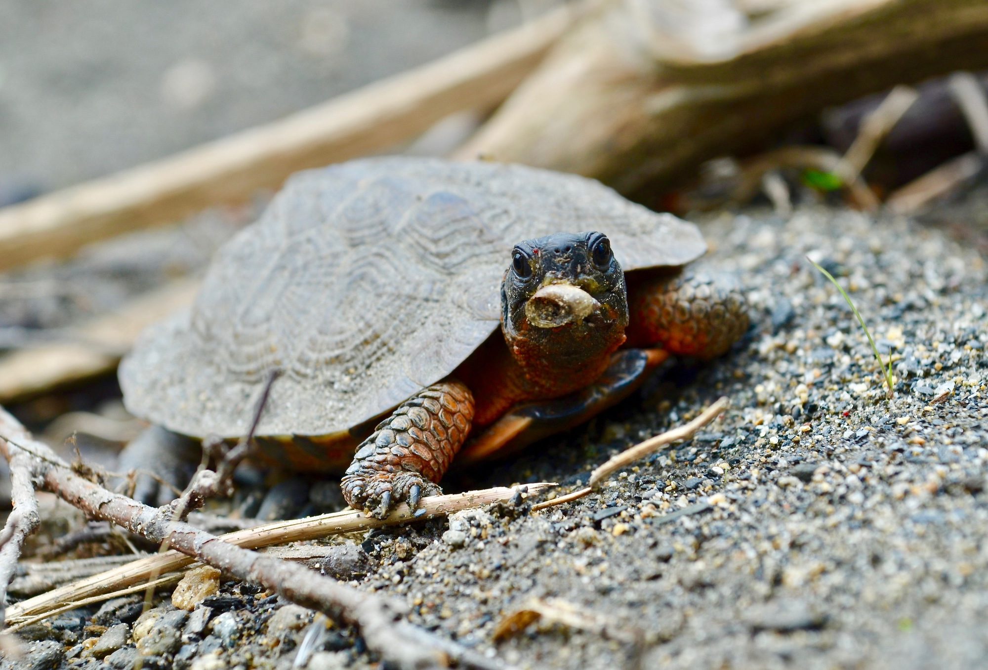 Wood Turtle (Glyptemys insculpta) © mellohrer (from iNaturalist) licensed under CC-BY-NC