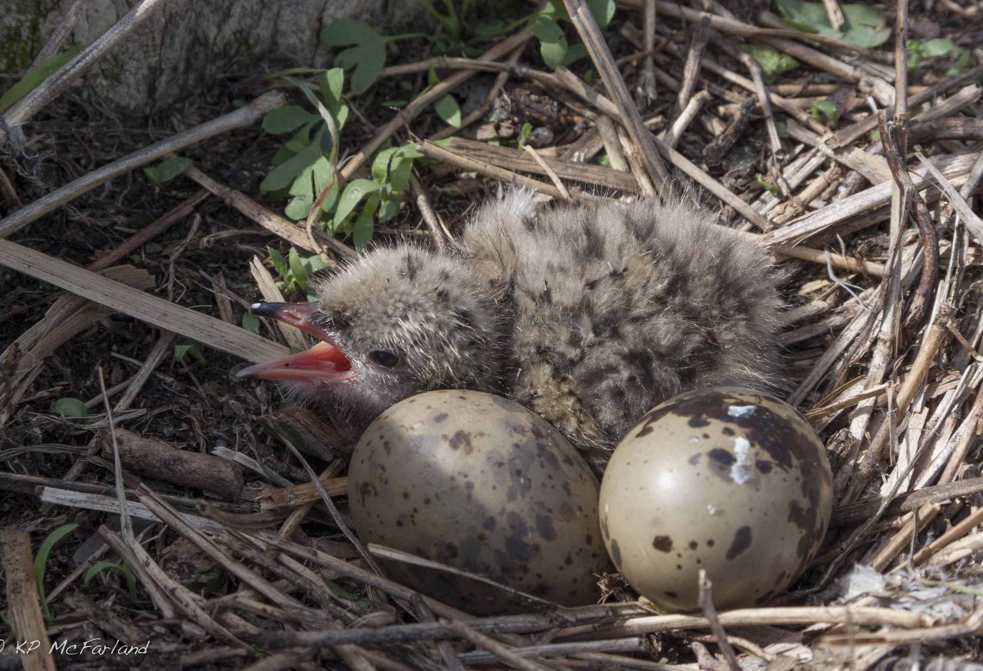 Common Tern chick and eggs © Kent McFarland licensed under CC-BY-NC
