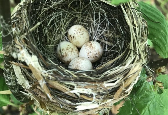 10261, , BFM 4 - sam blair, American Redstart nest. © Sam Blair, , image/jpeg, https://vtecostudies.org/wp-content/uploads/2020/07/BFM-4-sam-blair.jpeg, 1875, 2500, Array, Array Sam Blair