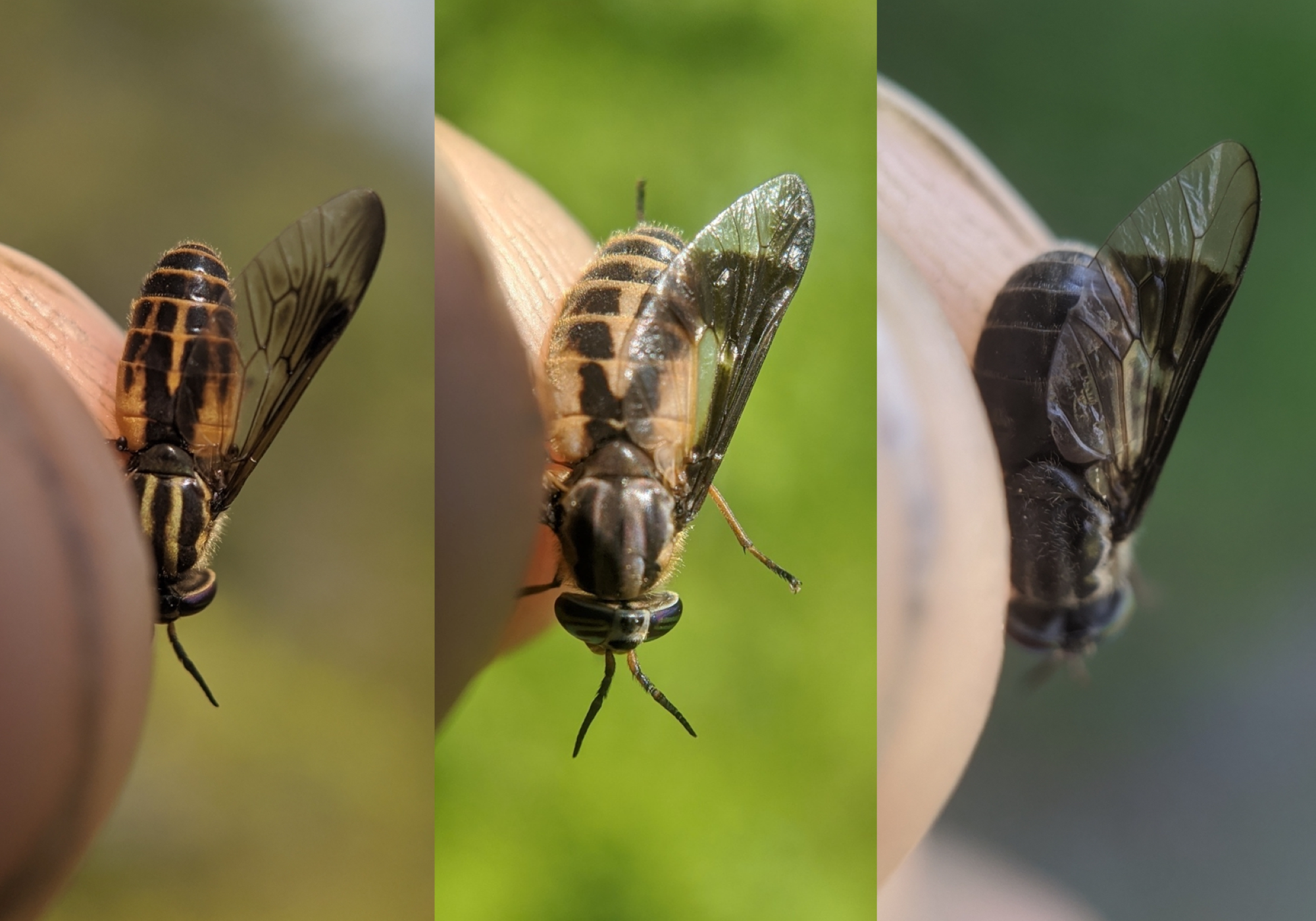 Deerfly species from left to right: Sherman's Deer Fly <i>(Chrysops shermani)</i>, <i>Chrysops indus</i>, Black Deer Fly <i>(Chrysops niger)</i> © Spencer Hardy