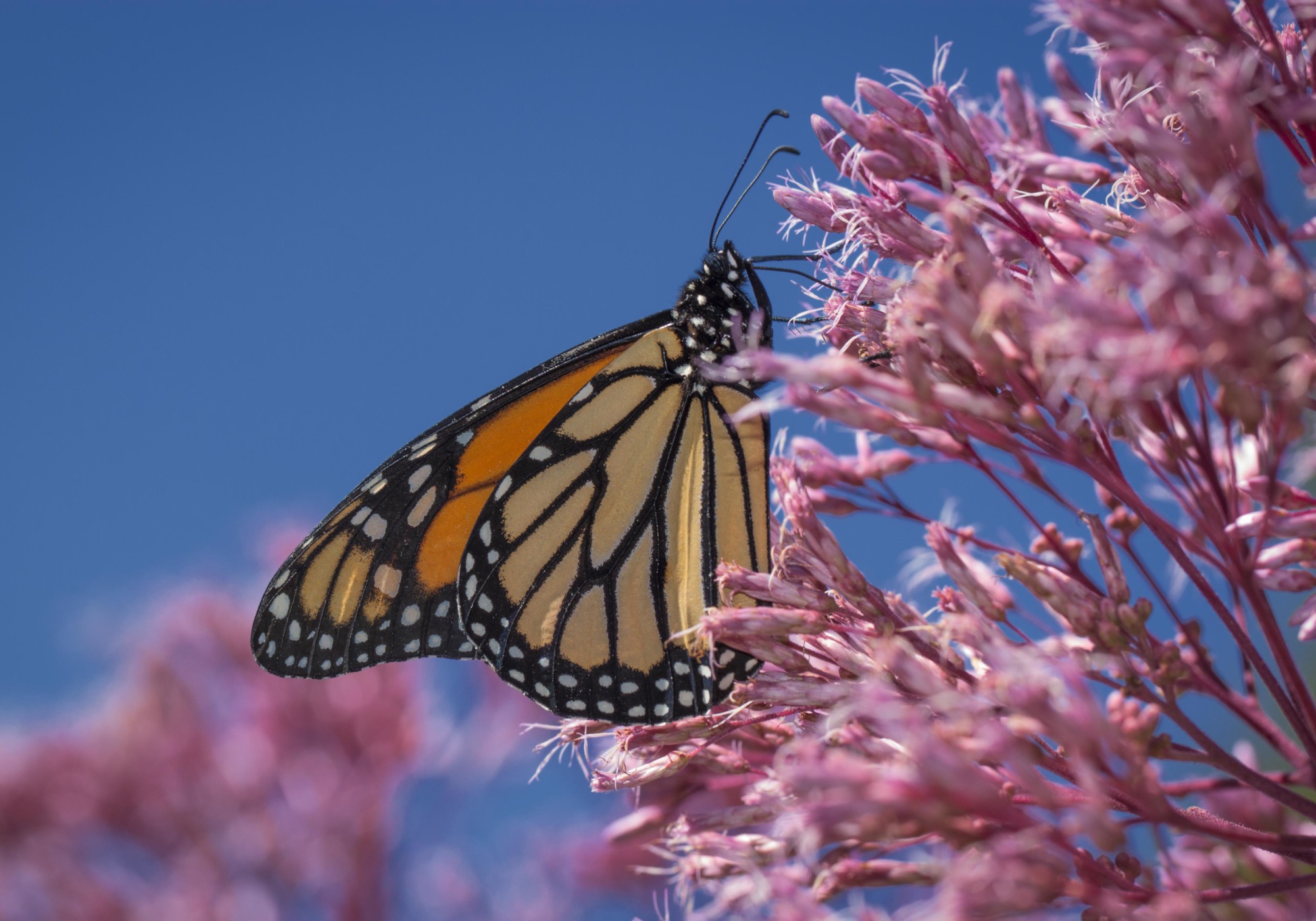 Butterflies are disappearing in Ohio. Here's what that means for