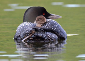 Mid-July Loon Update