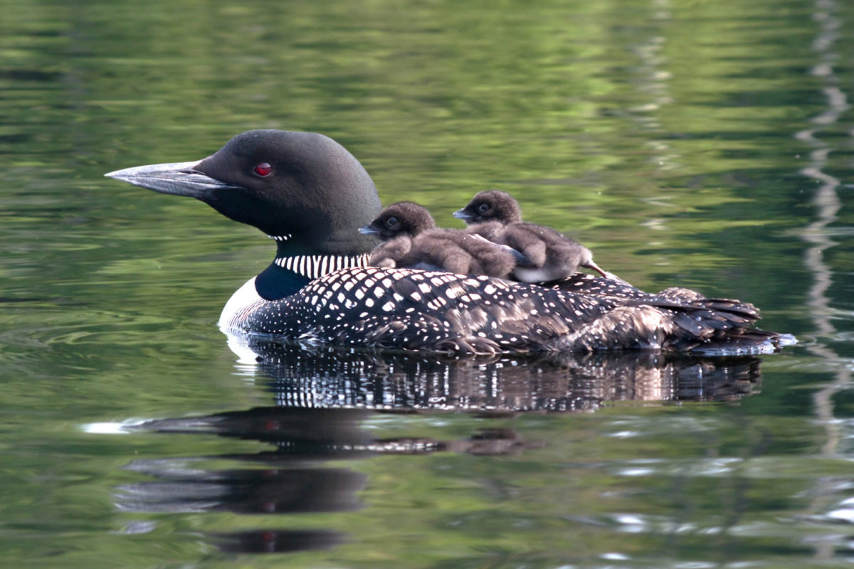 Common Loon with two chicks. © Ronald Kelley licensed under CC-BY-NC