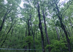 In the Field with VCE's Bird-friendly Maple Efficacy Study