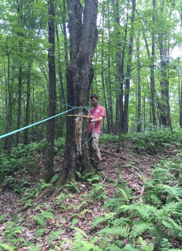 10415, , Brian Kurmin measuring tree - SDF, UVM field technician, Brian Kurmin, measures the 