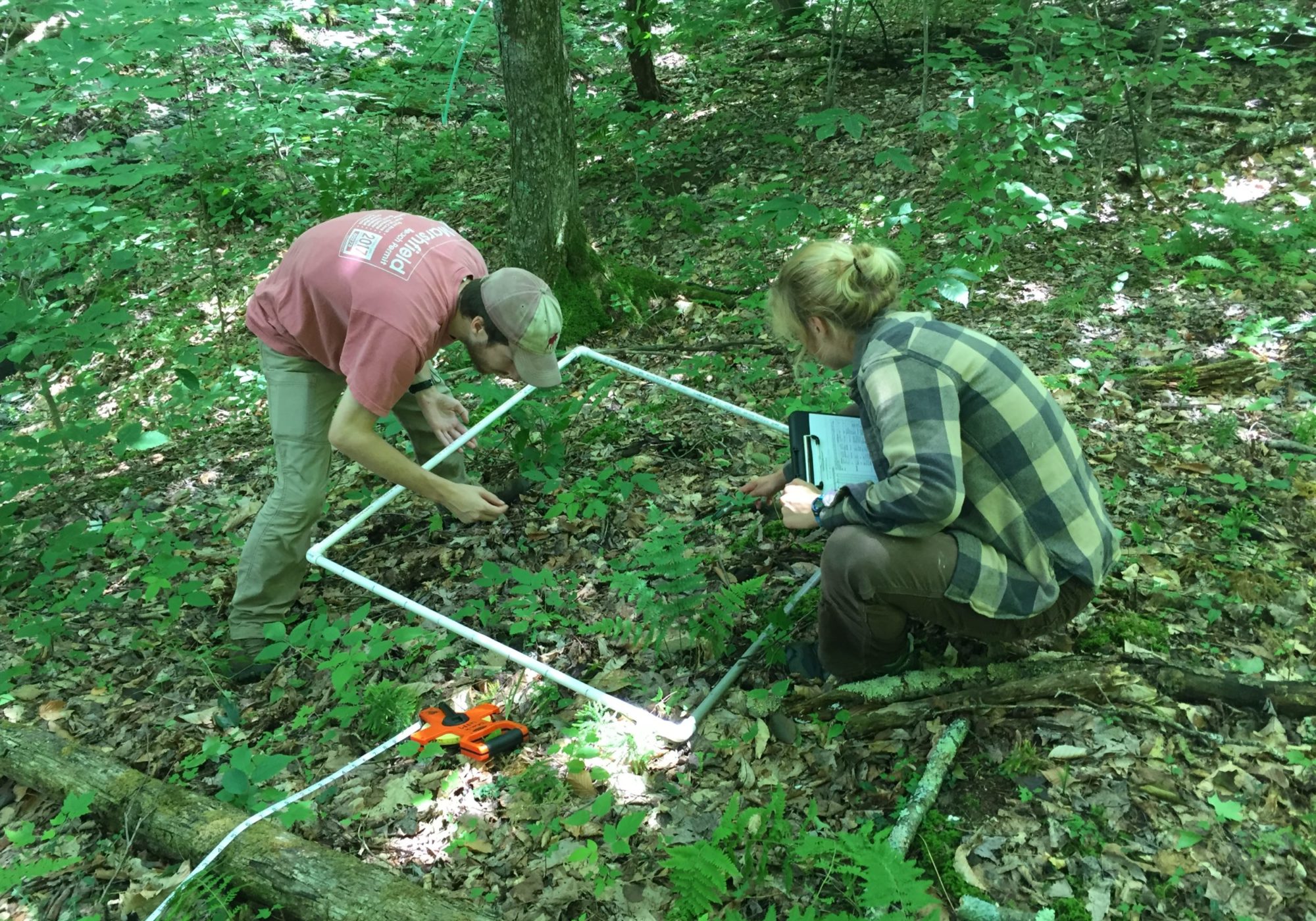 UVM field technicians, Brian Kurmin and Rowan Henke, count herbaceous vegetation in a one-meter square plot. Steve Faccio